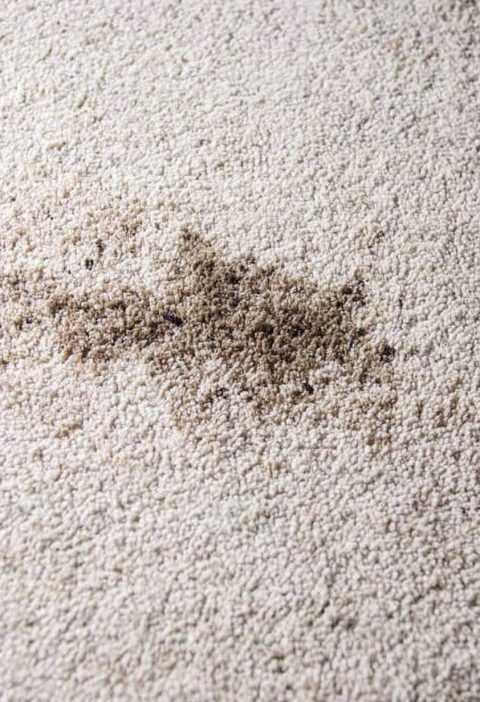 The Two-Minute Carpet Stain Fix My Nana Swore By (And My Dog Accidentally Tested)