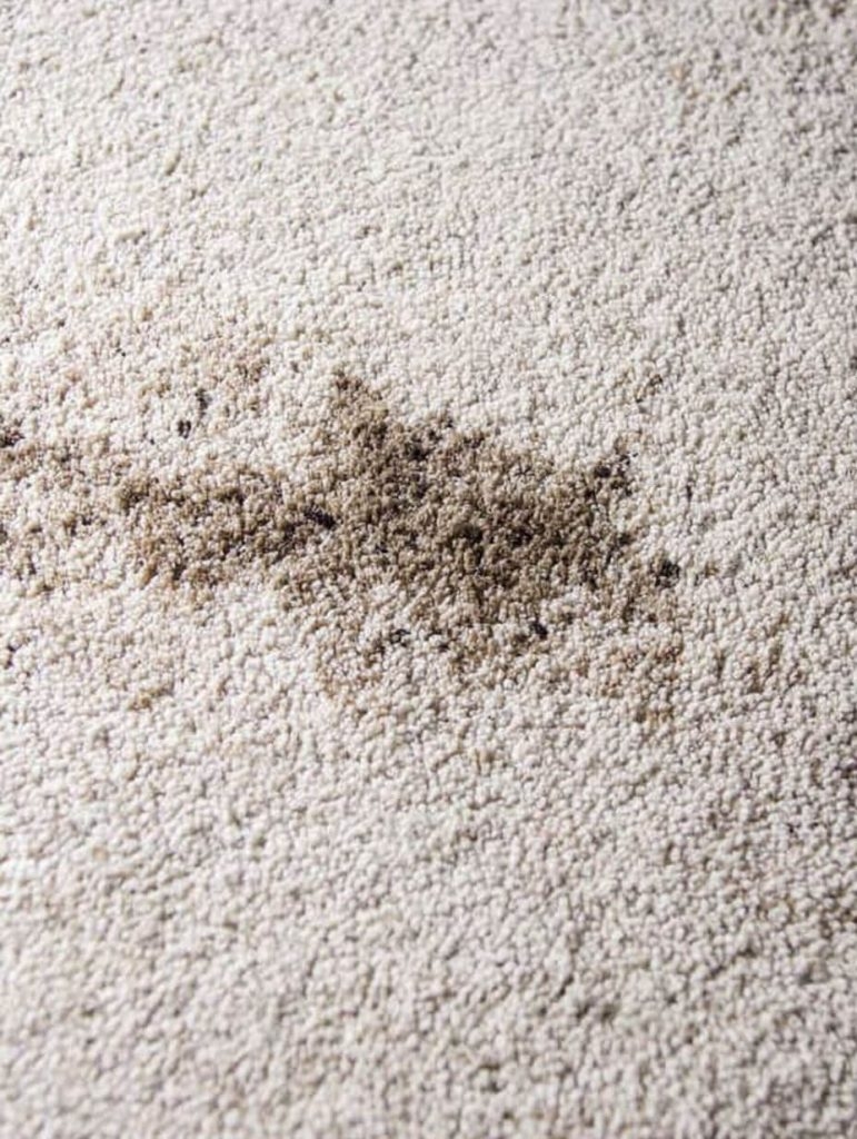The Two-Minute Carpet Stain Fix My Nana Swore By (And My Dog Accidentally Tested)
