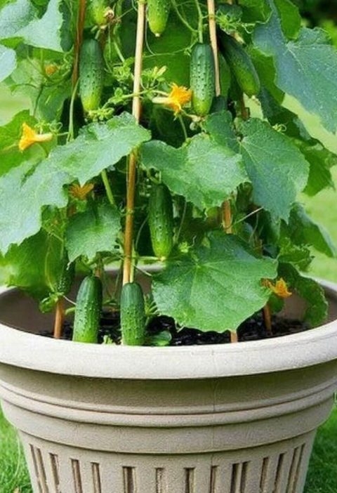The Easiest Way to Grow Cucumbers Vertically (And Why You'll Never Go Back)