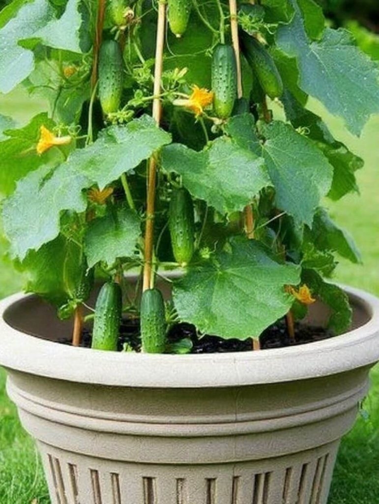 The Easiest Way to Grow Cucumbers Vertically (And Why You'll Never Go Back)