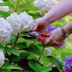 15 Mulching Mistakes That Might Be Wrecking Your Garden (Without You Even Knowing It)