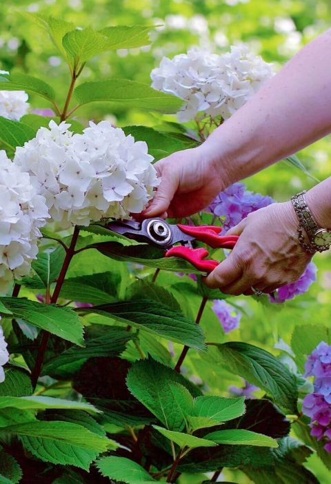 How to Prune Hydrangeas (Without Losing Your Mind—or Your Blooms)