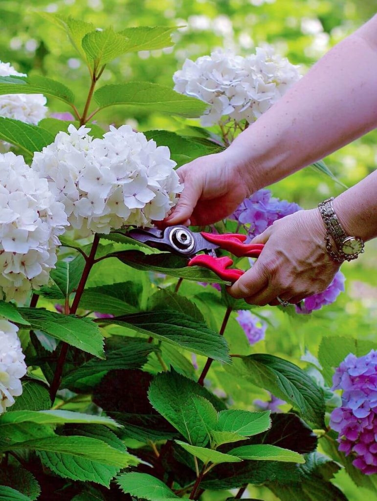 How to Prune Hydrangeas (Without Losing Your Mind—or Your Blooms)