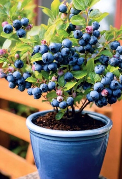 So You Wanna Grow Your Own Blueberries, Huh?