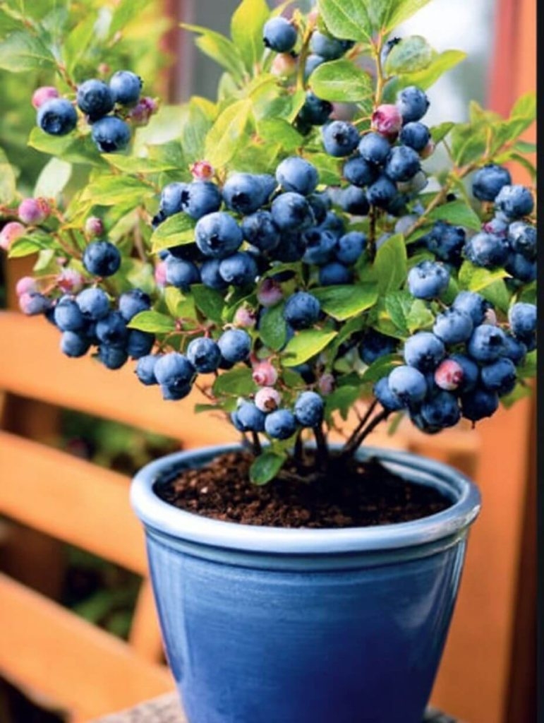 So You Wanna Grow Your Own Blueberries, Huh?