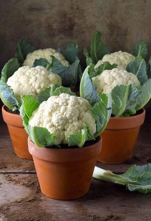 How to Grow the Biggest Cauliflower in a Pot — Even if You’ve Only Got a Balcony