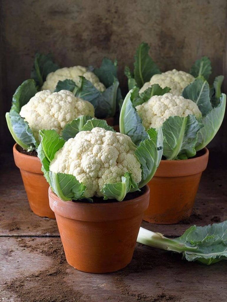 How to Grow the Biggest Cauliflower in a Pot — Even if You’ve Only Got a Balcony