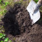 I Planted These 12 Flowers Once—and Now They Come Back Every Year Like Old Friends