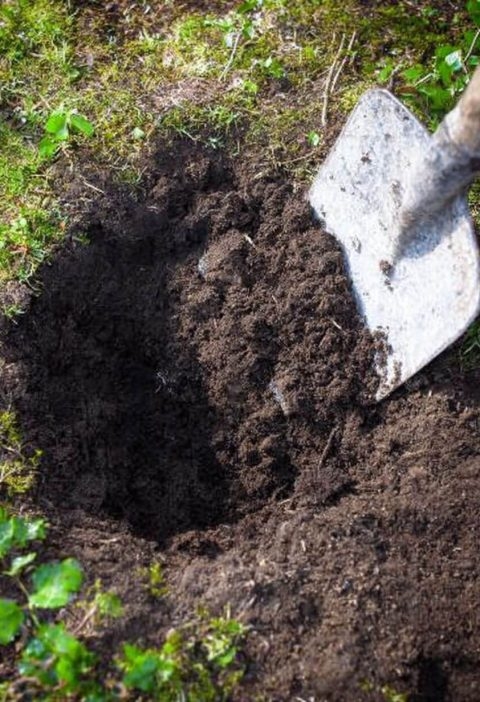 Want Insane Tomato Growth? Bury These 5 Things in Your Planting Hole