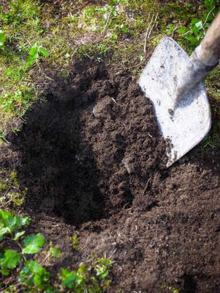 Want Insane Tomato Growth? Bury These 5 Things in Your Planting Hole