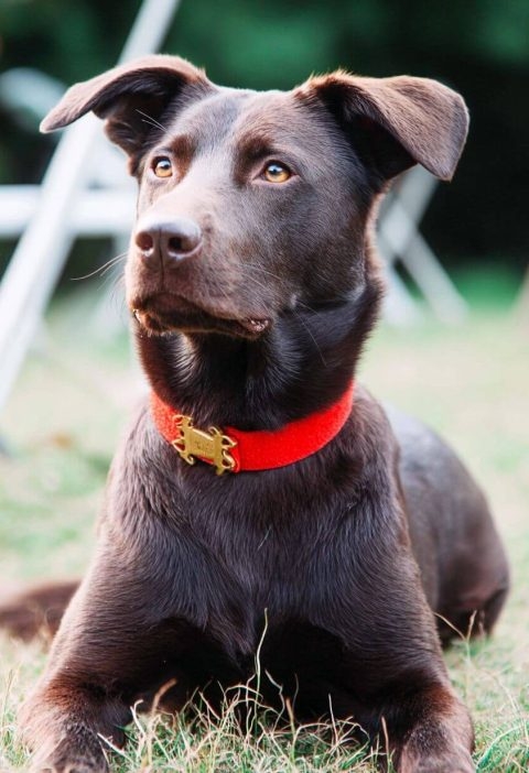 That Dog in the Red Collar? Here’s What It’s Trying to Tell You