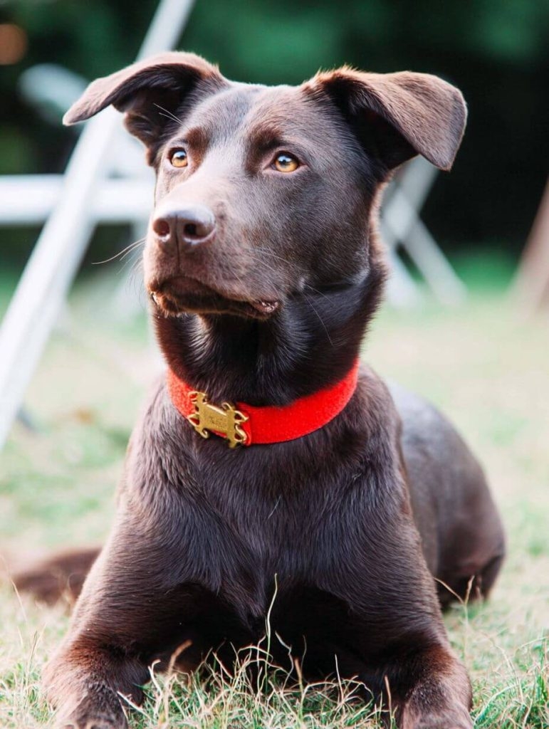 That Dog in the Red Collar? Here’s What It’s Trying to Tell You