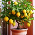 Want Insane Tomato Growth? Bury These 5 Things in Your Planting Hole