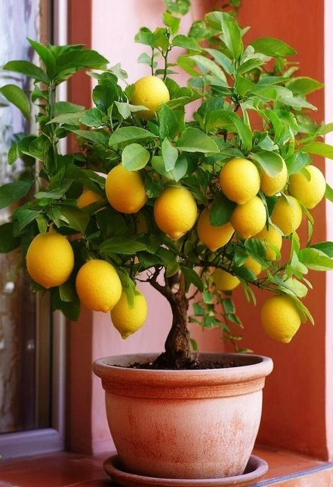 Forget the Grocery Store—Grow Your Own Lemon Tree in a Pot (It’s Easier Than You Think)