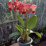 The “Sick-As-A-Dog” Slow Cooker Lemon-Ginger Thing That Saved My Sanity