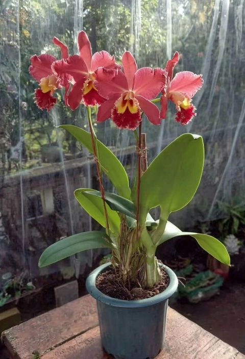 6+ Things That’ll Help Your Orchids Bloom Again (Even If You Think They're Done for)