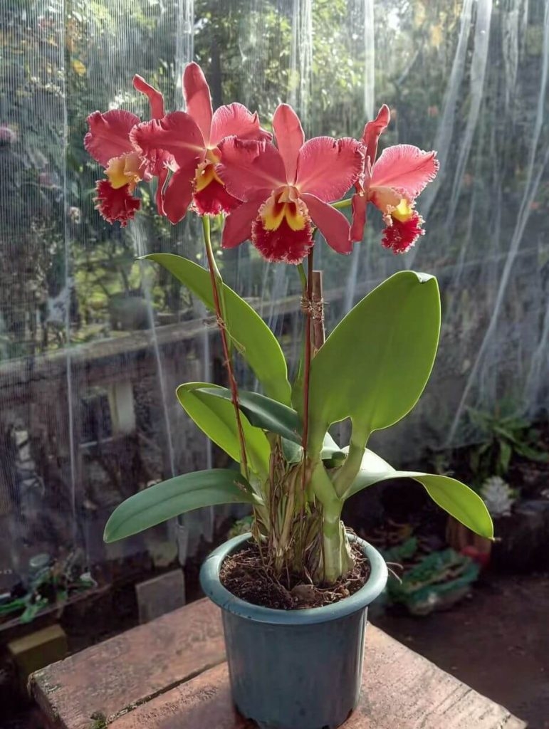6+ Things That’ll Help Your Orchids Bloom Again (Even If You Think They're Done for)