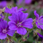 How I Turned My Messy Backyard into a Dream Veggie Garden (And Didn’t Lose My Mind Doing It)