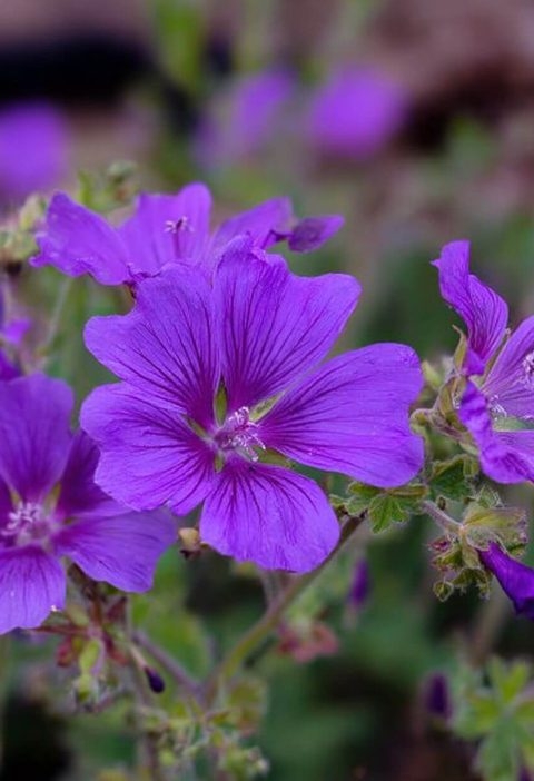 I Planted These 12 Flowers Once—and Now They Come Back Every Year Like Old Friends