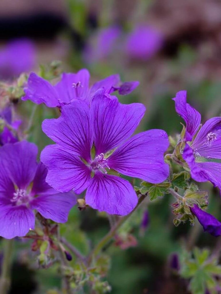 I Planted These 12 Flowers Once—and Now They Come Back Every Year Like Old Friends