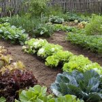 10 Surprising Ways I Use Vinegar Around the House (and You Probably Will Too)