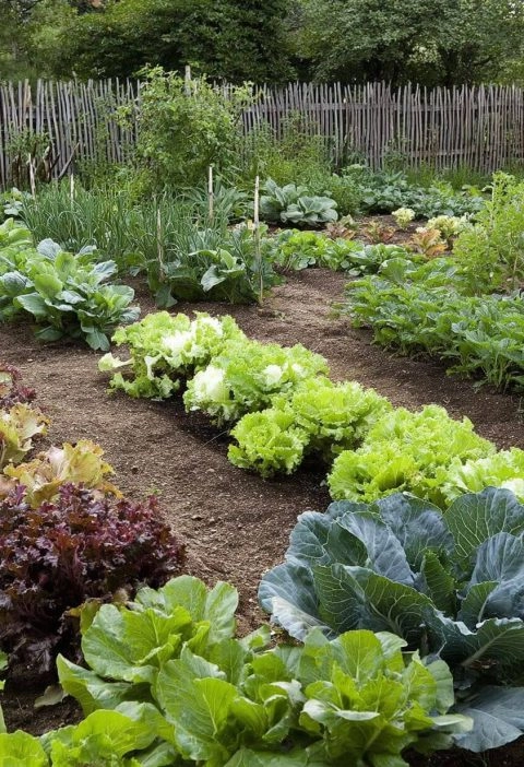 How I Turned My Messy Backyard into a Dream Veggie Garden (And Didn’t Lose My Mind Doing It)