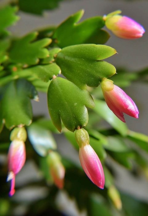 Why Is My Christmas Cactus Dropping Buds? (And What You Can Do About It)