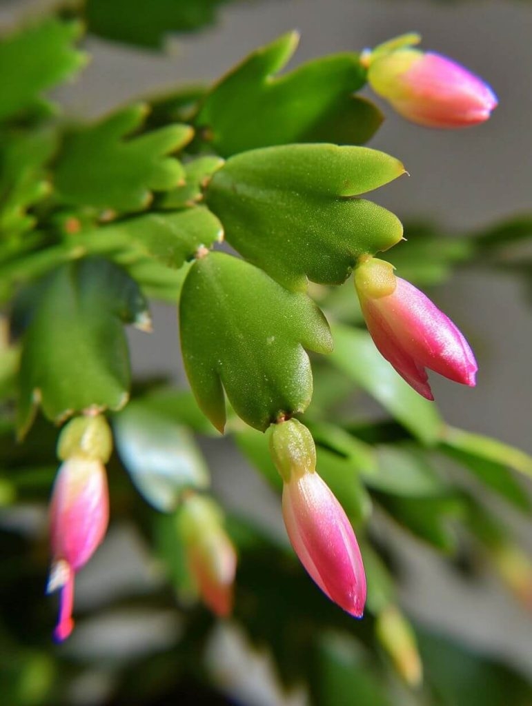 Why Is My Christmas Cactus Dropping Buds? (And What You Can Do About It)