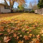 Why Some Seeds Need a Little Time in the Cold