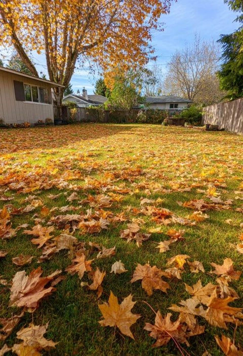 Fall Lawn Care Mistakes You Don’t Want to Carry Into Spring