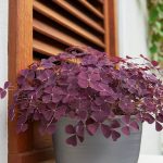 The Trick I Swear By Every Spring to Keep Ants Out of My Kitchen (No Harsh Chemicals Needed)