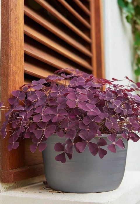 This Little Purple Plant Has No Business Being So Wonderful — But Here We Are