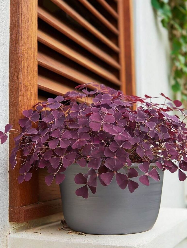 This Little Purple Plant Has No Business Being So Wonderful — But Here We Are