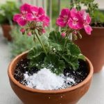 Why Your Tomatoes Stay Green (And What to Fix Before You Give Up)