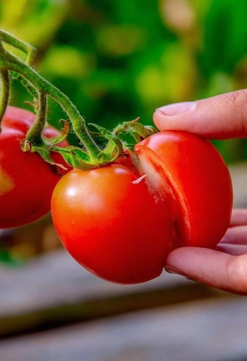 Why Do Tomatoes Split? (And How to Keep Yours From Doing That)