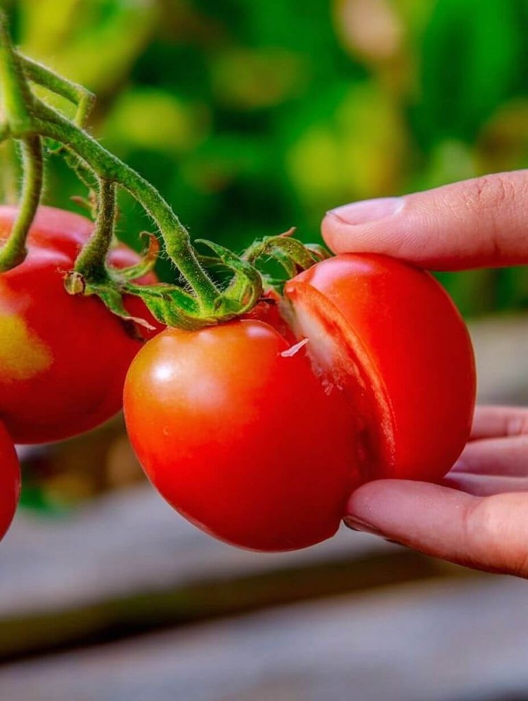 Why Do Tomatoes Split? (And How to Keep Yours From Doing That)