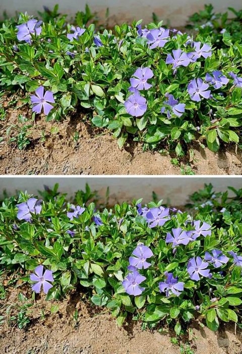 The Periwinkle Plant: Small Flower, Big Story