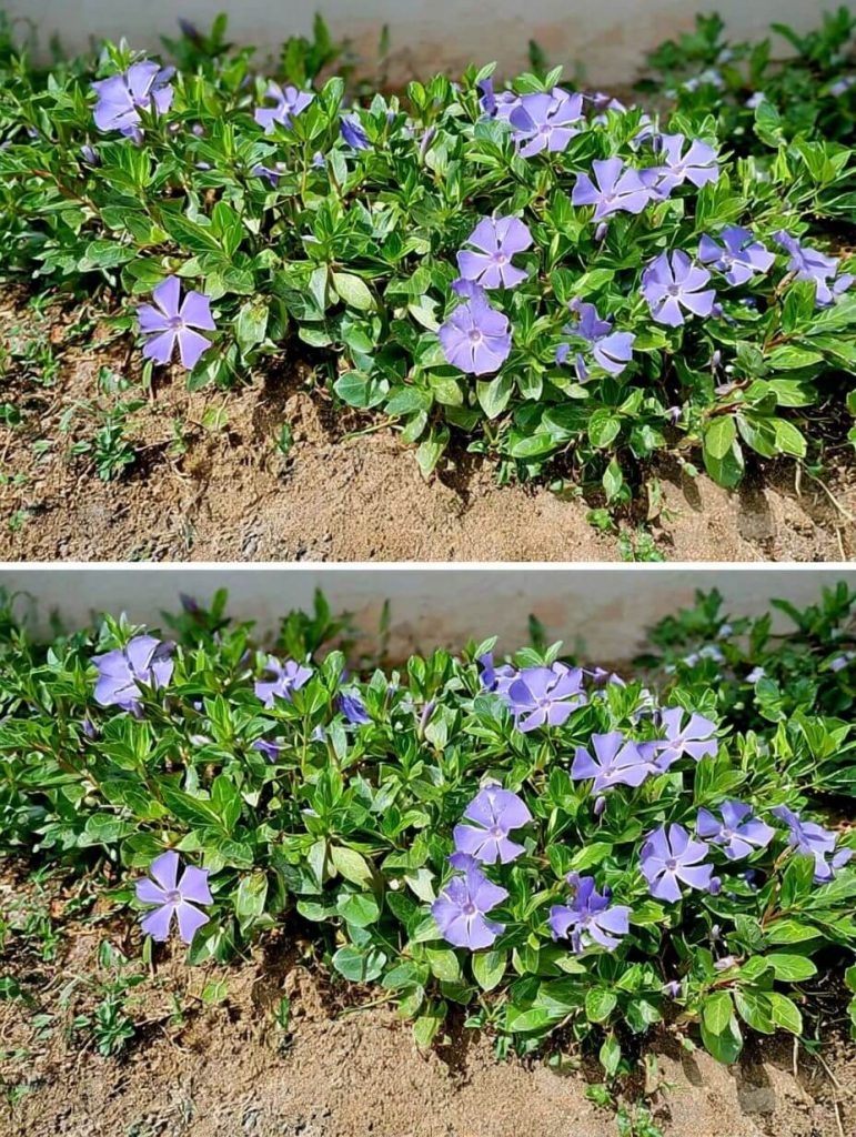 The Periwinkle Plant: Small Flower, Big Story