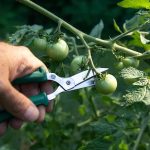 Old-School Garden Wisdom That Still Works (And Then Some)