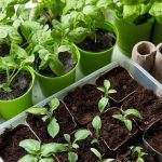 Why Do Tomatoes Split? (And How to Keep Yours From Doing That)