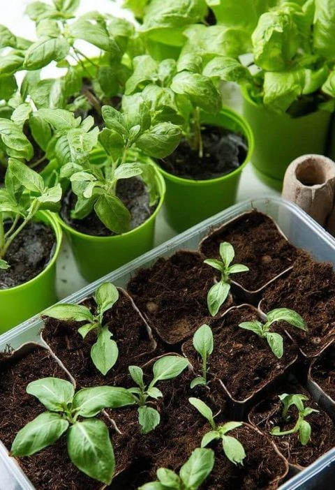 Why Growing Your Own Vegetables Feels Like a Small Act of Rebellion