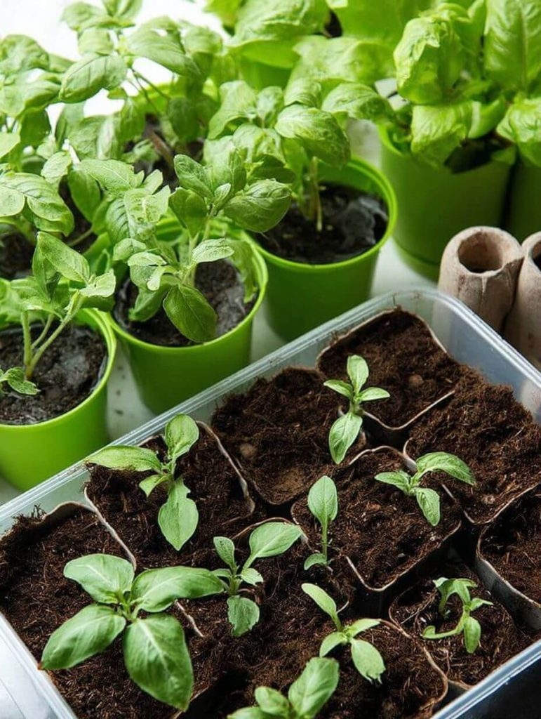 Why Growing Your Own Vegetables Feels Like a Small Act of Rebellion