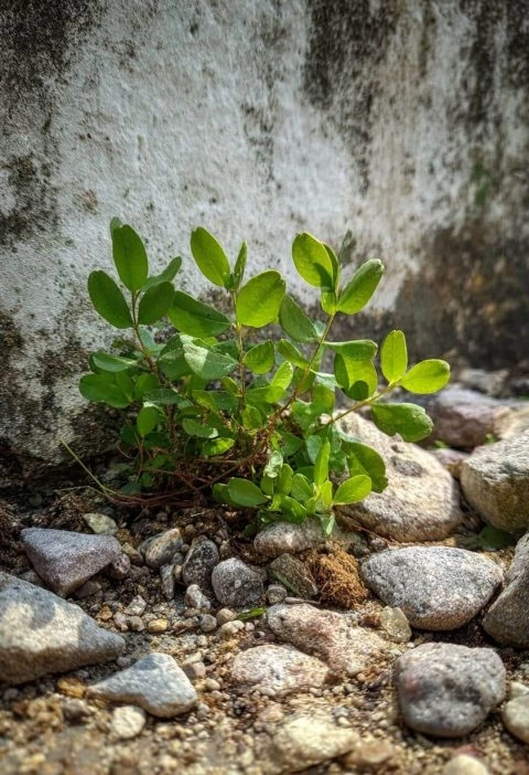 The Stone Breaker Plant: A Little Green Healer With a Big Story
