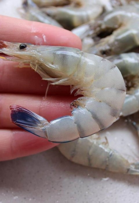 That One Shrimp Dinner That Got Weird (But Taught Me Something)