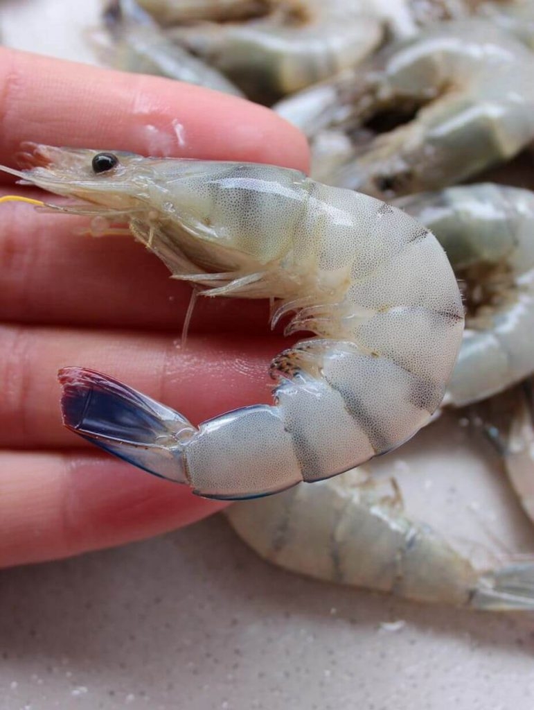 That One Shrimp Dinner That Got Weird (But Taught Me Something)