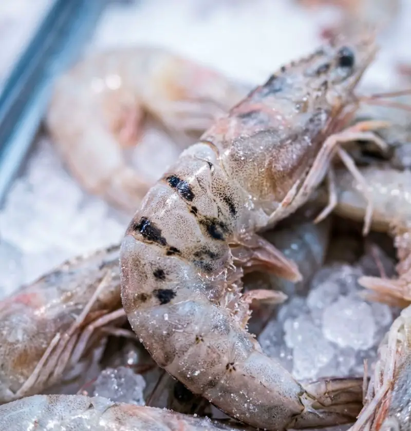 Why Frozen Shrimp Sometimes Have Black Spots (And Why It Usually Isn’t What You Think)