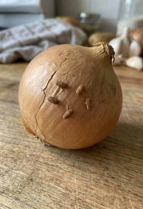 Found Tiny Brown Rice-Like Specks on an Onion? Here’s What They Probably Are