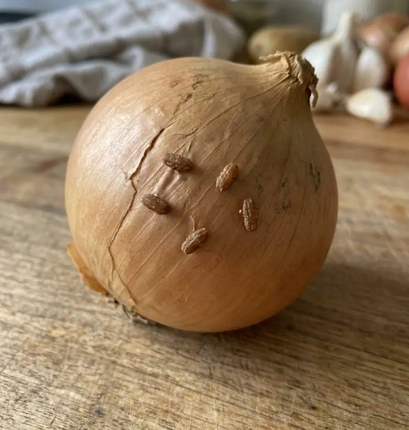 Found Tiny Brown Rice-Like Specks on an Onion? Here’s What They Probably Are