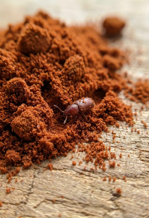 Tiny Tunnels in Your Paprika? Here’s What They Usually Mean (And What to Do Next)