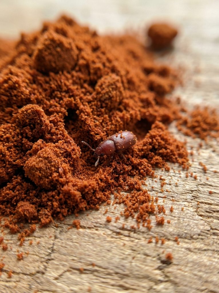 Tiny Tunnels in Your Paprika? Here’s What They Usually Mean (And What to Do Next)